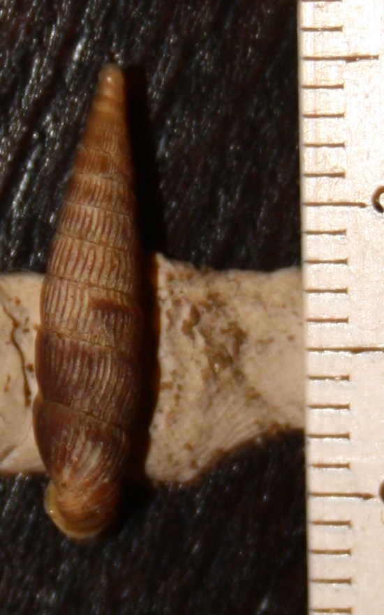 Clausilia da id./2